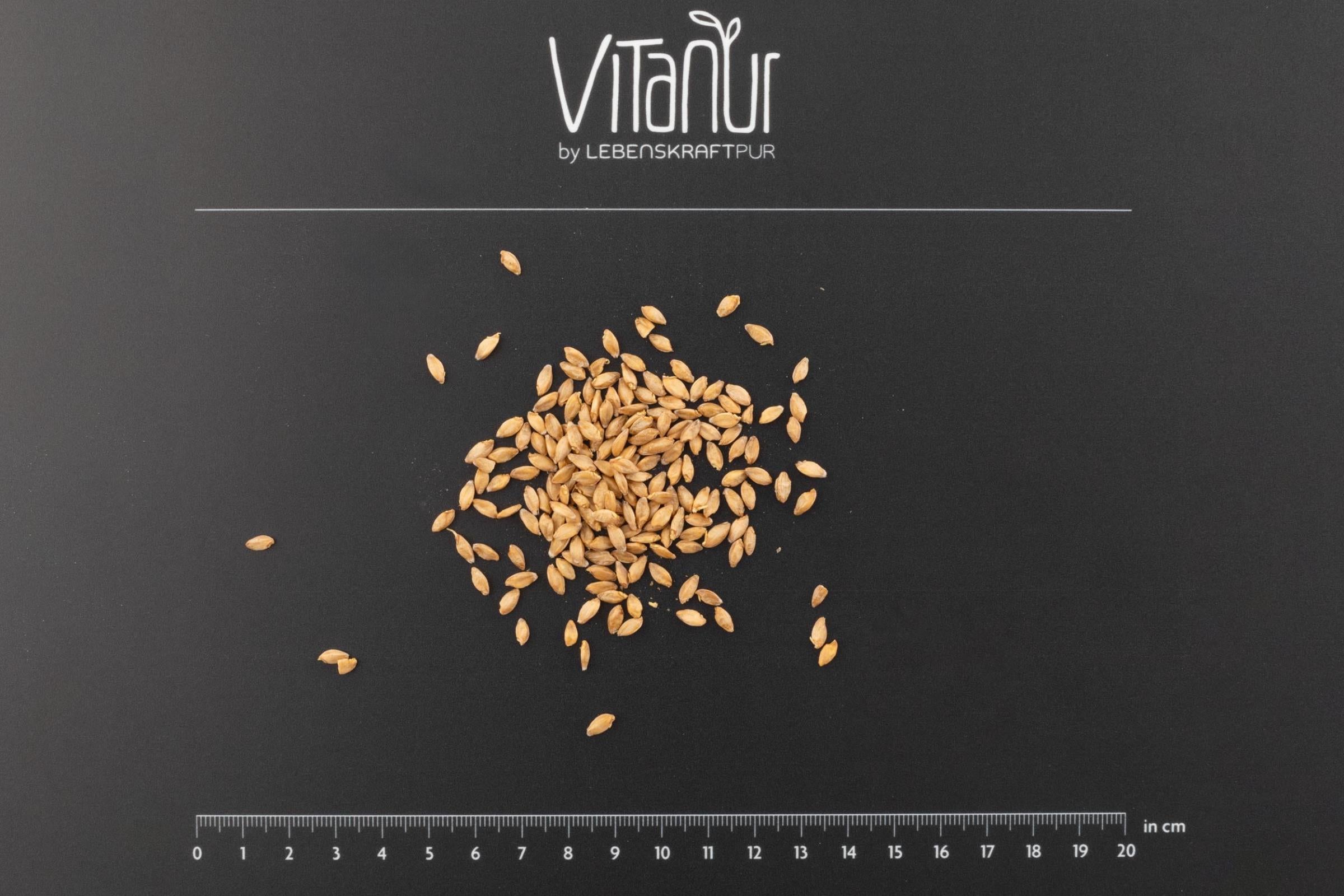 lebenskraftpur-bio-einkorn-gekeimt-gekeimtes-vollkorn-superfood image 2