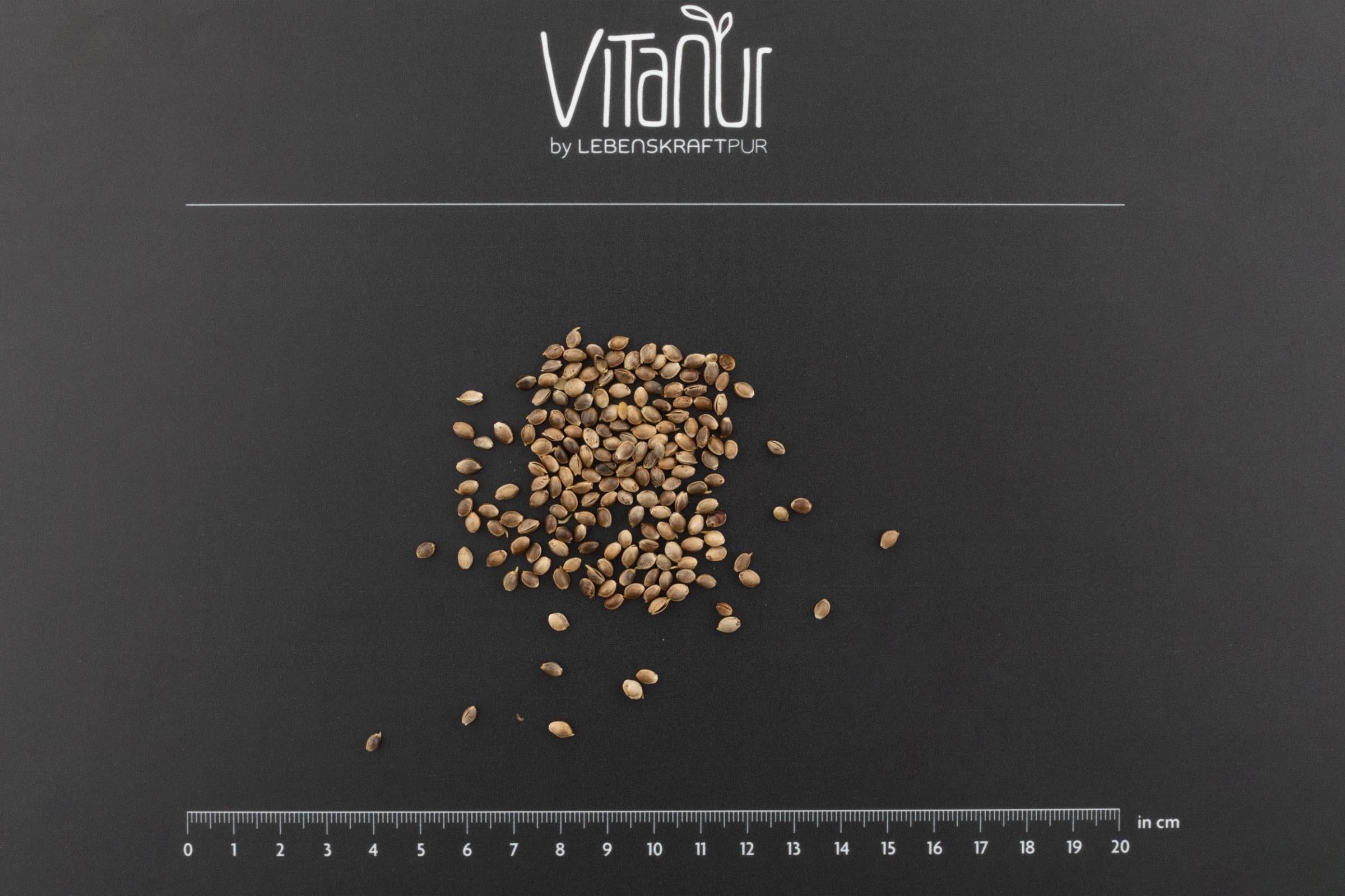 lebenskraftpur-bio-hanfsamen-gekeimt-superfood image 3