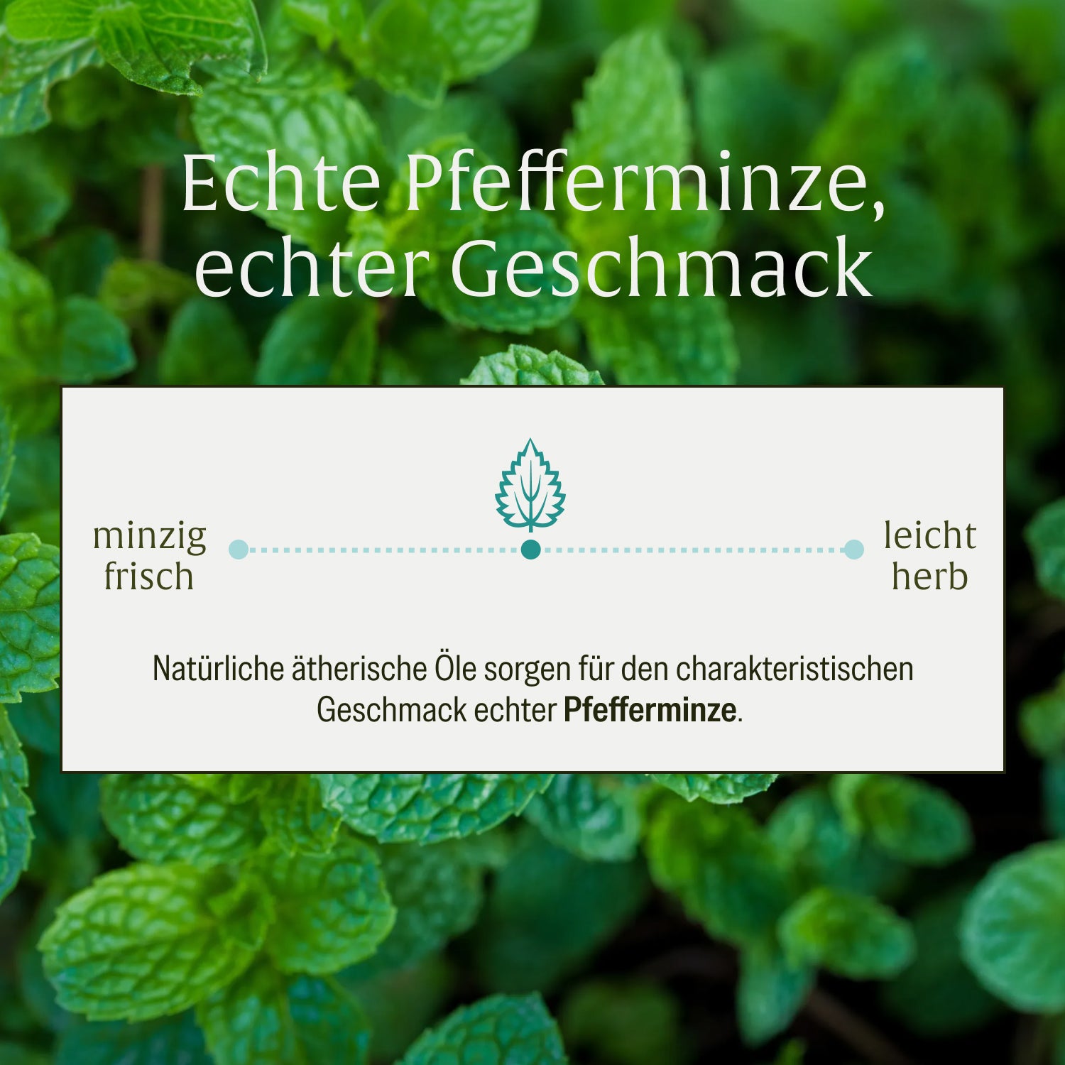naturtreu-minzbrise-mundflora-lutschpastillen-mit-milchs-urebakterien-minze-xyli image 7