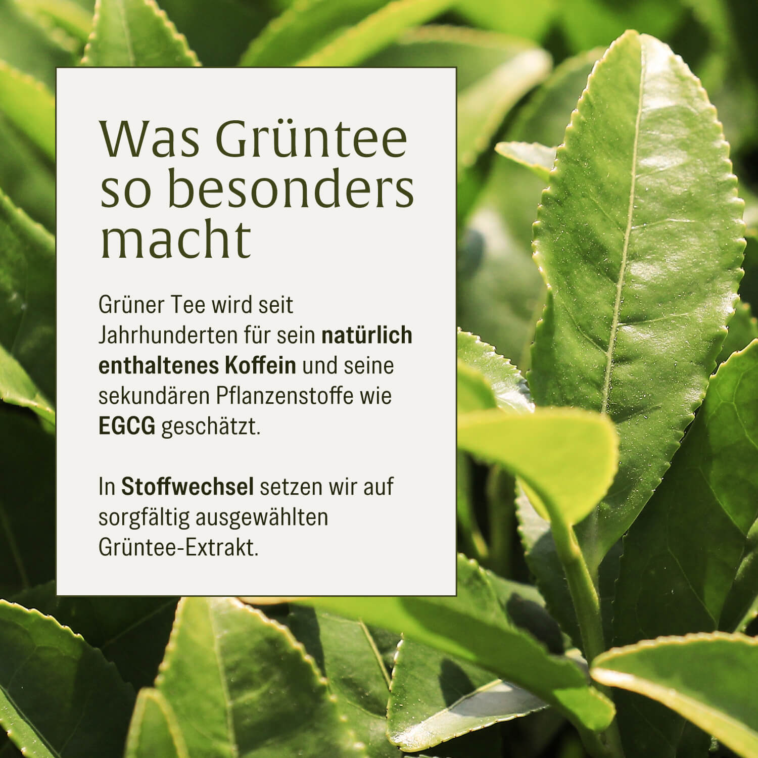 naturtreu-stoffwechsel-metabolismus-komplex-kapseln-mit-acetyl-l-carnitin-bitter image 8