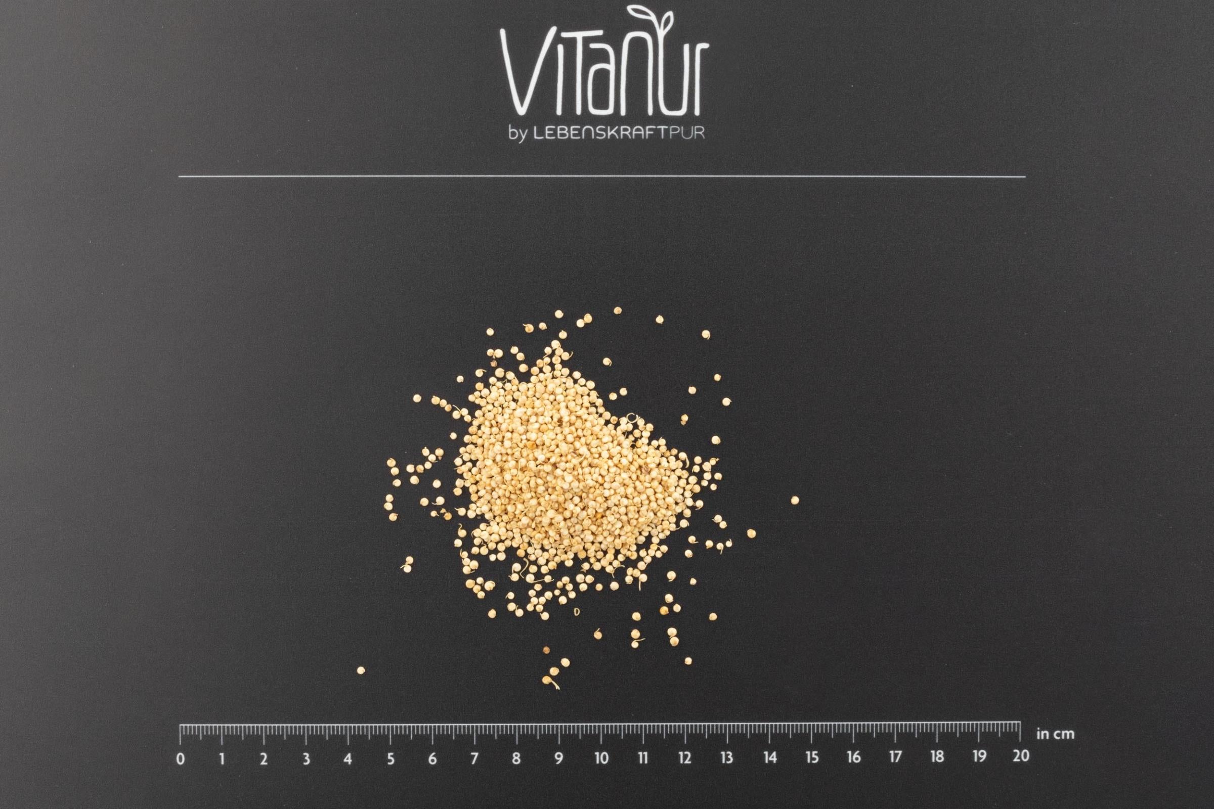 lebenskraftpur-bio-quinoa-gekeimt-inka-korn-rohkost image 2