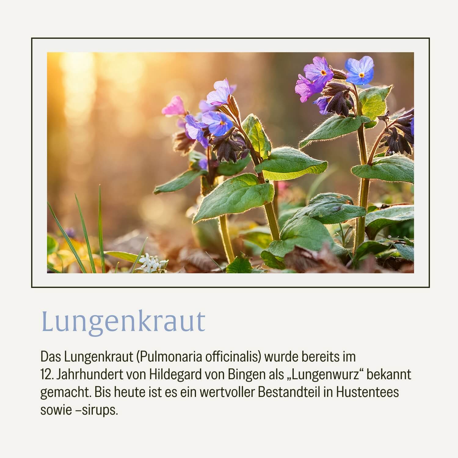 naturtreu-lungenkraut-kapseln-mit-eukalyptus-thymian-nac image 7