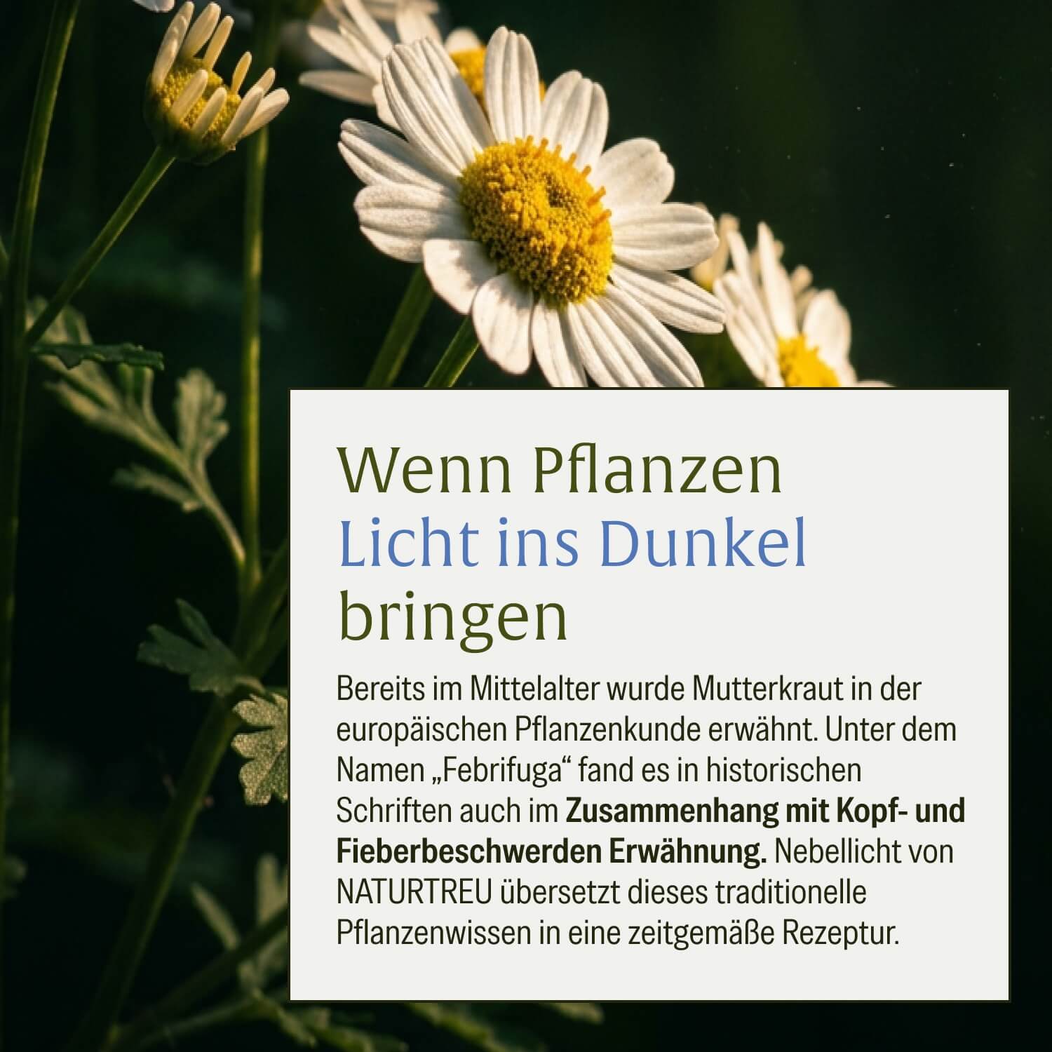 naturtreu-nebellicht-mutterkraut-kapseln-mit-magnesium-ingwer-q10 image 7