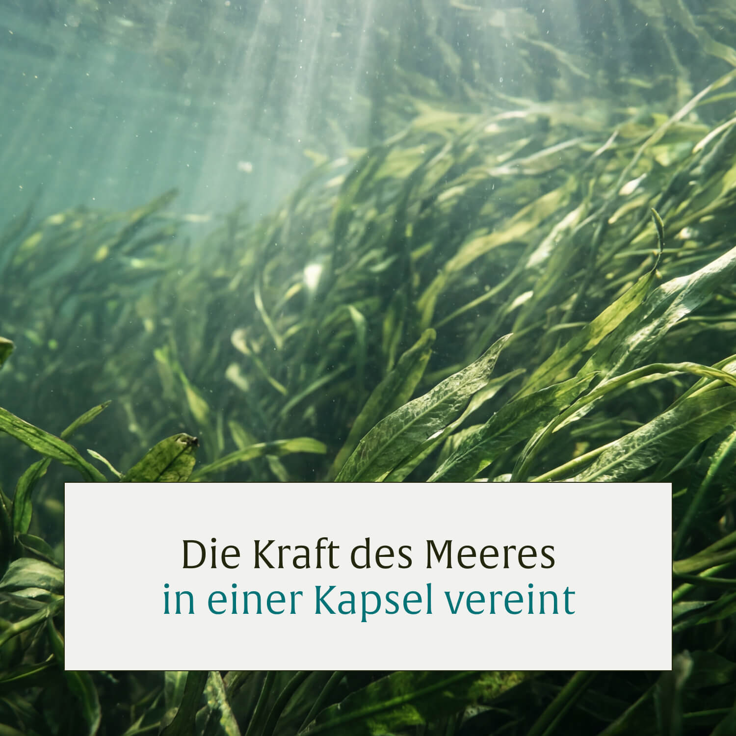 naturtreu-meeresperle-irish-sea-moss-kapseln-mit-zistrose-granatapfel-ingwer image 8