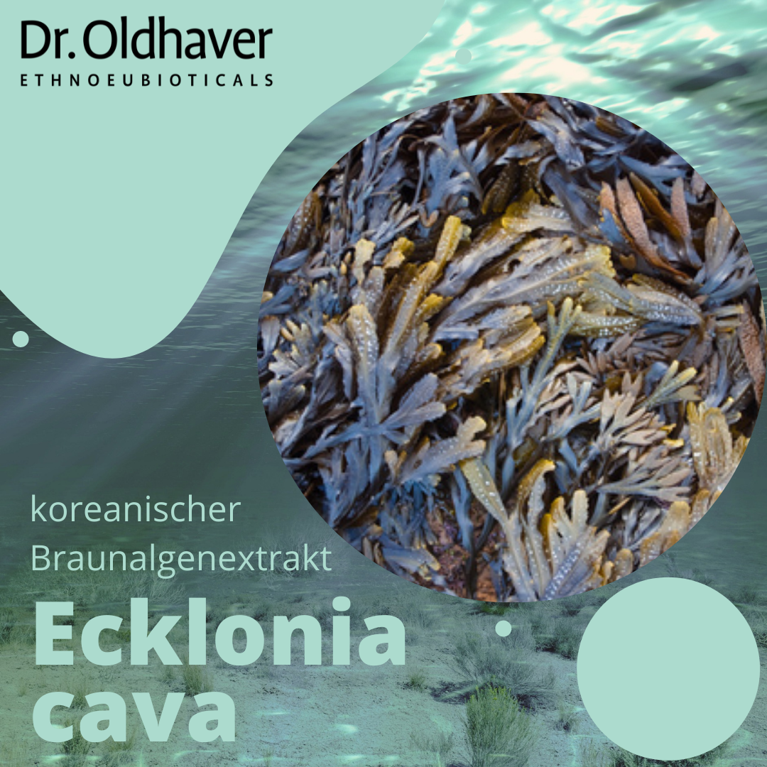dr-oldhaver-ecklonia-cava-kapseln-90-kapseln-braunalge image 3